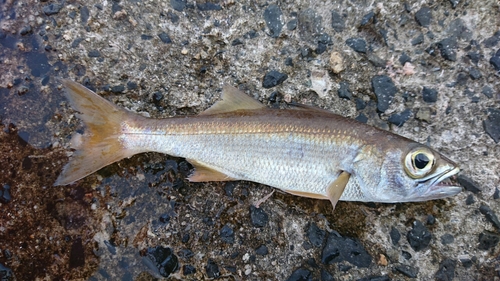 スズキの釣果