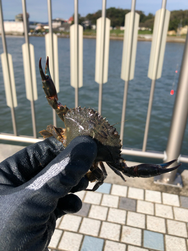 カニの釣果