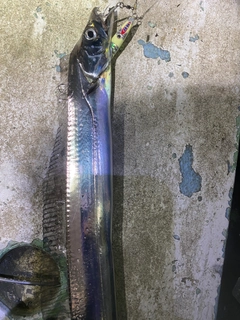 タチウオの釣果