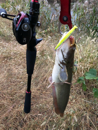 ナマズの釣果