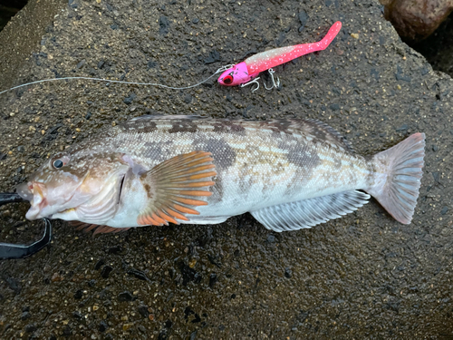 アイナメの釣果