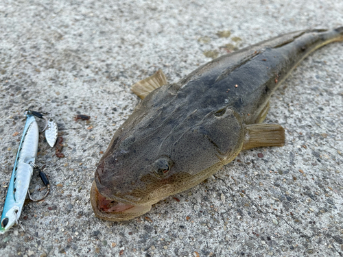 マゴチの釣果