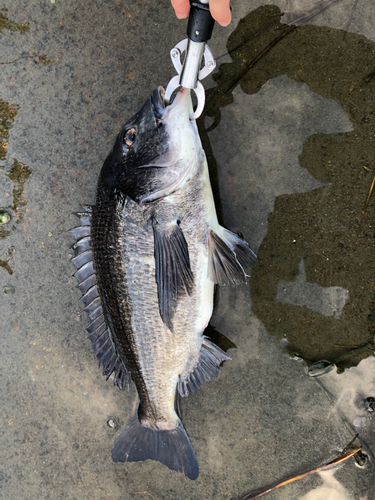 チヌの釣果