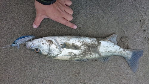 フッコ（マルスズキ）の釣果