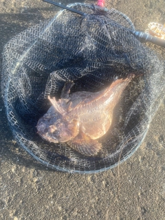 ケムシカジカの釣果