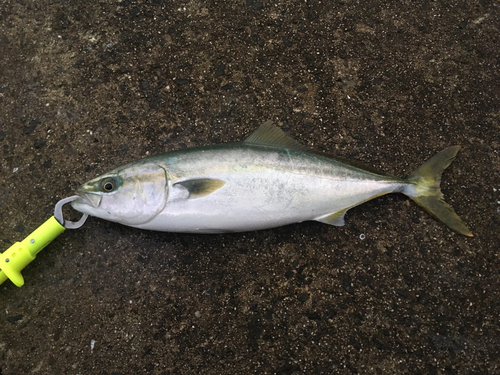 ハマチの釣果