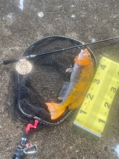 アブラコの釣果