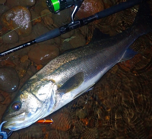 スズキの釣果