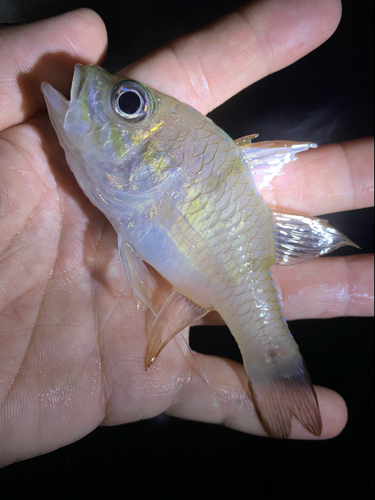 イシモチの釣果