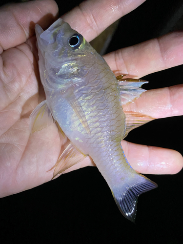 イシモチの釣果