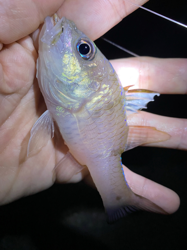 イシモチの釣果