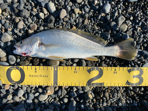 ニベの釣果