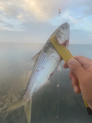 コノシロの釣果