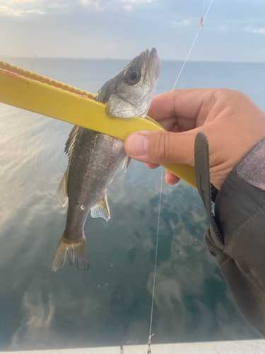 セイゴ（マルスズキ）の釣果