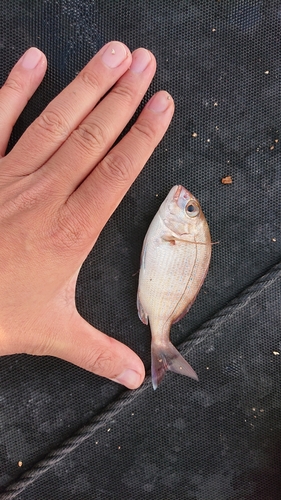 チダイの釣果