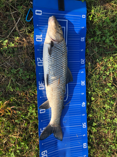 ニゴイの釣果