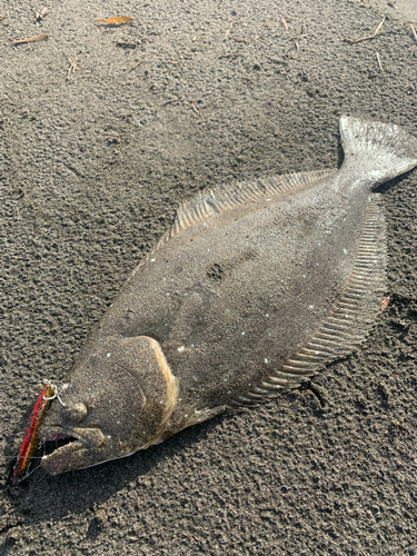 ヒラメの釣果