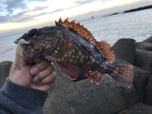 カサゴの釣果