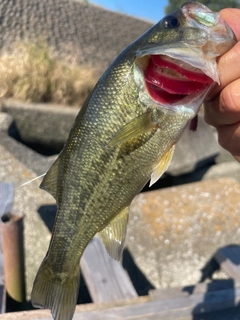 ラージマウスバスの釣果