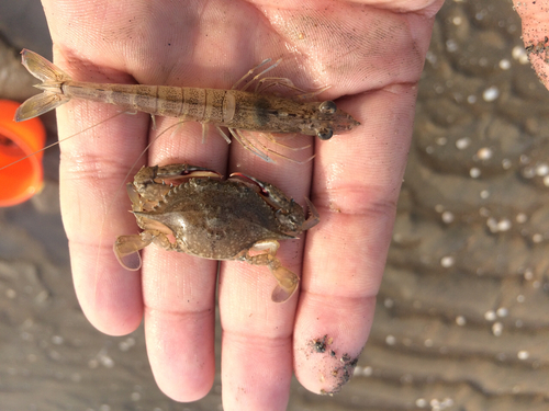 ワタリガニの釣果