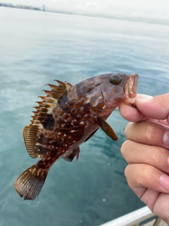 キジハタの釣果