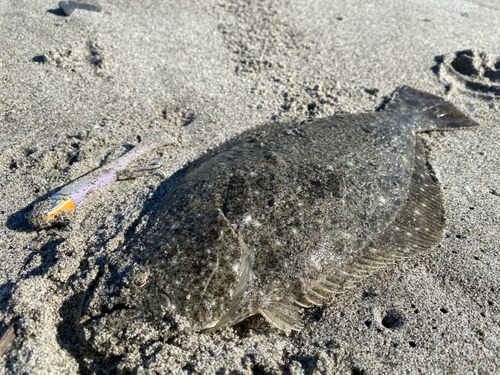 ソゲの釣果