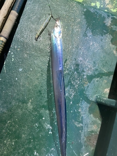 タチウオの釣果