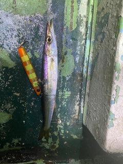 カマスの釣果