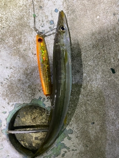 カマスの釣果