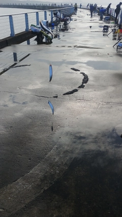 カタクチイワシの釣果