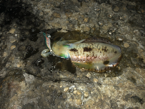 アオリイカの釣果