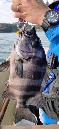 イシダイの釣果