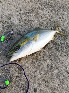 ハマチの釣果