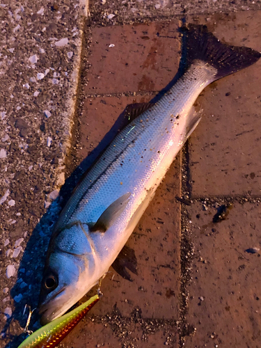 セイゴ（タイリクスズキ）の釣果