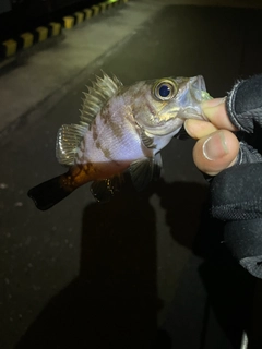 アカメバルの釣果