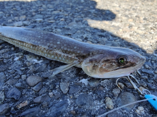 エソの釣果