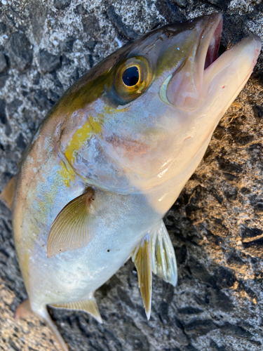 ネリゴの釣果