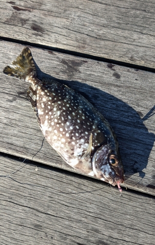 アイゴの釣果