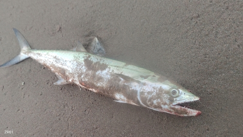 サゴシの釣果