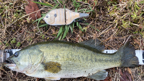 ブラックバスの釣果