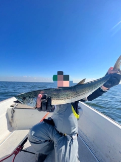 サワラの釣果