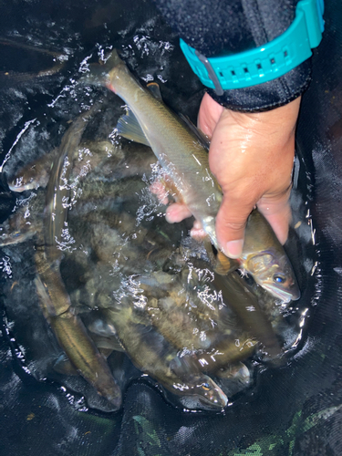 アユの釣果