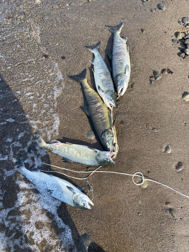 アキアジの釣果