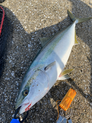 ワラサの釣果