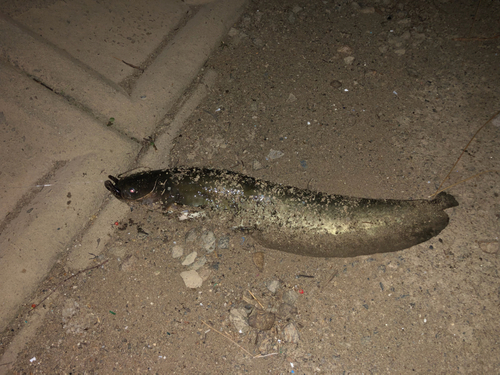 ナマズの釣果