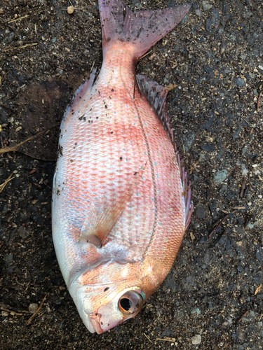 チャリコの釣果