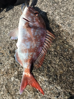 マダイの釣果