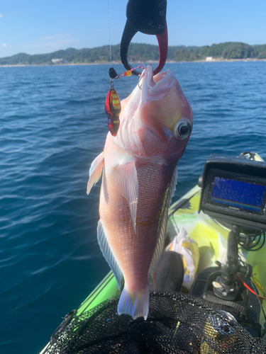 アマダイの釣果