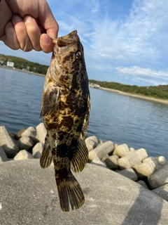 タケノコメバルの釣果
