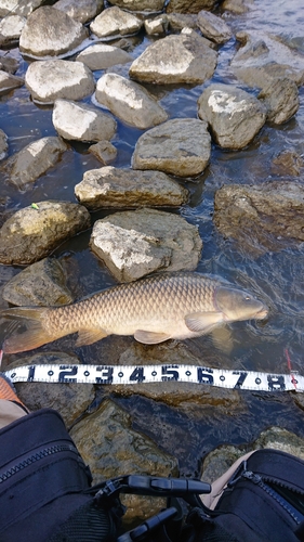 コイの釣果